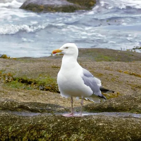 شقة In Brittany With Sea View *